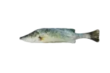 Totally Hooked kattenspeeltje Bass M 30 cm