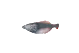Totally Hooked kattenspeeltje Halibut M 30 cm