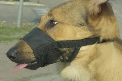 Beeztees comfort muilband verstelbaar XL 20-27 CM