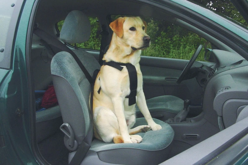 Beeztees wandel- en autogordel hond S