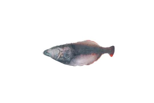 Totally Hooked kattenspeeltje Halibut M 30 cm