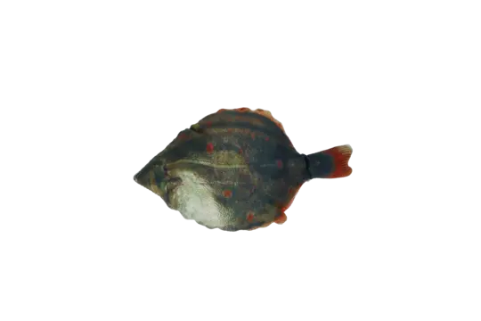Totally Hooked kattenspeeltje Plaice S 20 cm