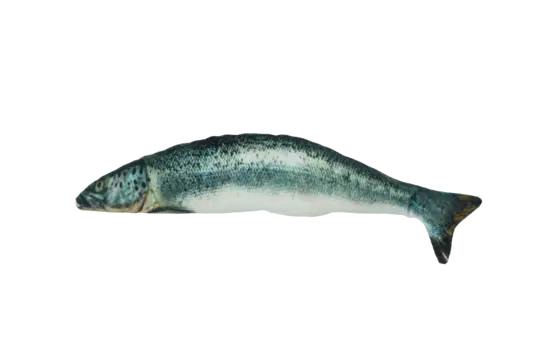 Totally Hooked kattenspeeltje Salmon S 20 cm
