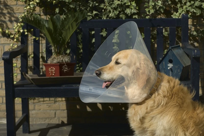 BEEZTEES PLASTIC HONDENKRAAG 22-25 CM X 10 CM