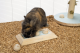 Beeztees houten Braingame Ballira Mint 30 cm