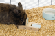 Beeztees houten Braingame Dorix Mint 15 cm