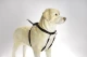 Beeztees Gentle Walker Zwart L