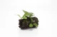 POLYRESIN BOOMSTRONK DIK+PLANTEN