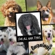 Bugalugs All In 1 Dog Shampoo Bottle with Flip Cap 250 ml