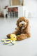 Beeztees Pluche Hondenspeeltje Octopus Amy Geel 25 x 8,5 x 7,5 cm  