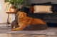 Beeztees Pluche hondenmand Yala Bruin 60 x 60 x12 cm