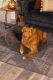 Beeztees Pluche hondenmand Yala Bruin 60 x 60 x12 cm