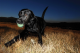 Chuckit Max Glow ball Medium 6 cm
