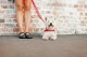 EzyDog Quick Fit tuig XS Zwart