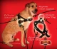 EzyDog Quick Fit tuig XS Zwart