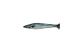 Totally Hooked kattenspeeltje Mackerel S 20 cm