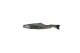 Totally Hooked kattenspeeltje Rainbow Trout M 30 cm