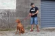 EzyDog Vario 4 Looplijn Bruin 183 cm X 25 mm