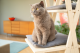 Beeztees houten krabmeubel Mirza 70 x 40 x 135 cm