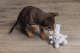 Beeztees puppy pluche knuffel Canina Grijs 15 x 9 x 4 cm