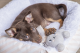 Beeztees puppy pluche knuffel Canina Grijs 15 x 9 x 4 cm