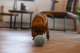 Beeztees Puppy Eco Bal Lily Blauw 14 cm