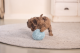 Beeztees Puppy Eco Bal Lily Blauw 14 cm