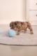 Beeztees Puppy Eco Bal Lily Blauw 14 cm