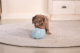 Beeztees Puppy Eco Bal Lily Blauw 14 cm