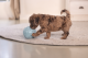 Beeztees Puppy Eco Bal Lily Blauw 14 cm