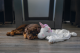 Beeztees Puppy Knuffeldoek Unicorn Wit 50 x 40 x 16 cm