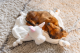 Beeztees Puppy Knuffeldoek Unicorn Wit 50 x 40 x 16 cm