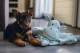 Beeztees Puppy Knuffeldoek Draak Groen 46 x 40 x 7,5 cm