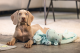 Beeztees Puppy Knuffeldoek Draak Groen 46 x 40 x 7,5 cm
