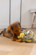 Beeztees puppy Snuffelbol Izzy 13 x 13 x 13 cm