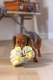 Beeztees puppy Snuffelbol Izzy 13 x 13 x 13 cm