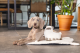Beeztees Puppy Hondenspeeltje Lama Wit 26 x 20 x 7,5 cm