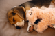 Beeztees Puppy Hondenspeeltje Flamino Roze 30 x 21 x 5 cm