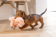 Beeztees Puppy Hondenspeeltje Flamino Roze 30 x 21 x 5 cm