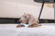 Beeztees Puppy Rubber Dental Bot Groen 10 x 5,5 x 2 cm