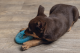 Beeztees puppy TPR koel bijtring Lou Groen 10 x 10 x 2,3 cm
