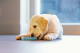 Beeztees puppy TPR koel bijtring Lou Groen 10 x 10 x 2,3 cm