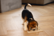 Beeztees Puppy Siliconen Likmat Diza Grijs 20 x 20 x 2 cm