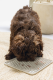 Beeztees Puppy Siliconen Likmat Diza Grijs 20 x 20 x 2 cm