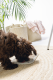 Beeztees Puppy Siliconen Likmat Diza Grijs 20 x 20 x 2 cm