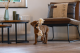 Beeztees Puppy Speeltouw Pim 3 knopen Beige 30 x 6 x 4,5 cm