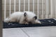Dog Gone Smart Dirty Dog Droogloopmat Zwart 90 x 66 cm