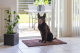 Dog Gone Smart Dirty Dog droogloopmat Bruin 90 x 60 cm