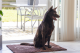 Dog Gone Smart Dirty Dog droogloopmat Bruin 90 x 60 cm
