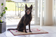 Dog Gone Smart Dirty Dog Droogloopmat Beige 78 x 51 cm
